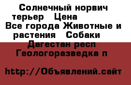 Солнечный норвич терьер › Цена ­ 35 000 - Все города Животные и растения » Собаки   . Дагестан респ.,Геологоразведка п.